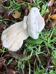 Hypomyces microspermus
