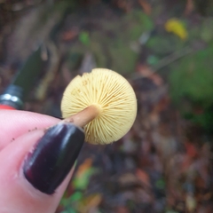 Phylloporus leucomycelinus