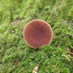 Phylloporus leucomycelinus