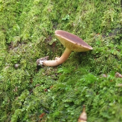 Phylloporus leucomycelinus