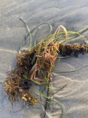 Sargassum palmeri