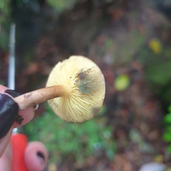 Phylloporus leucomycelinus