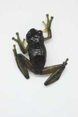 Rulyrana mcdiarmidi