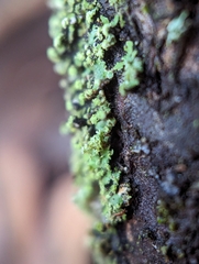 Phaeophyscia pusilloides