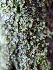 Phaeophyscia pusilloides