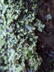 Phaeophyscia pusilloides