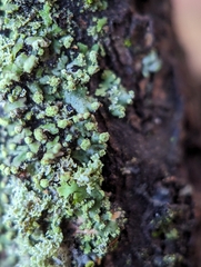 Phaeophyscia pusilloides