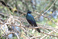 Lamprotornis australis