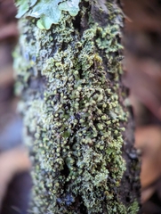 Phaeophyscia pusilloides