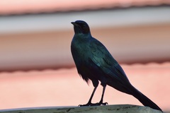 Lamprotornis australis