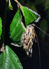 Ancistrocercus excelsior