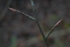 Amelanchier × lamarckii