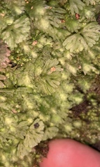 Hymenophyton flabellatum