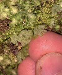 Hymenophyton flabellatum