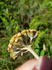 Helichrysum pedunculatum