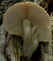 Hypsizygus ulmarius