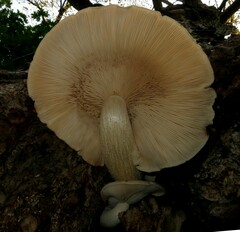 Hypsizygus ulmarius