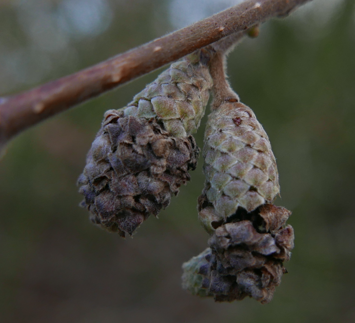 Phyllocoptruta