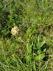 Helichrysum pedunculatum