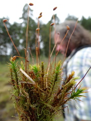 Polytrichum longisetum