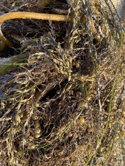 Sargassum horneri