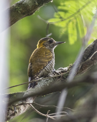 Dryobates maculifrons