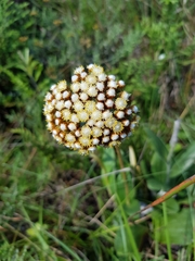 Helichrysum pedunculatum