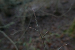 Amelanchier × lamarckii