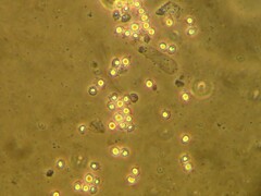 Hypsizygus ulmarius
