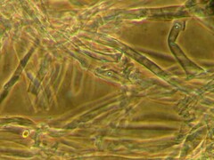 Hypsizygus ulmarius