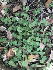 Hydrocotyle acutiloba