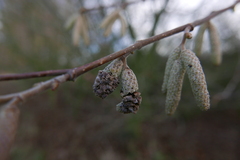 Phyllocoptruta coryli