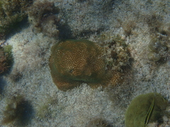 Stephanocoenia intersepta