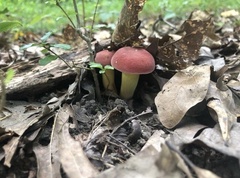 Boletus sensibilis