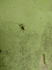 Pardosa plumipedata