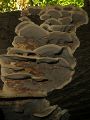 Bjerkandera adusta