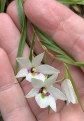 Dendrobium cunninghamii