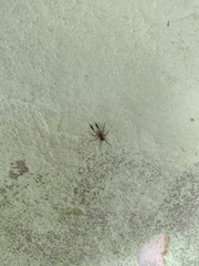 Pardosa plumipedata