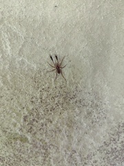 Pardosa plumipedata