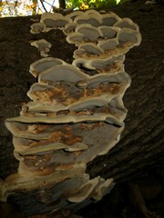 Bjerkandera adusta