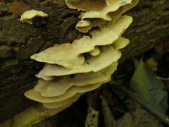 Bjerkandera adusta