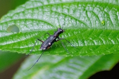 Odontochilina