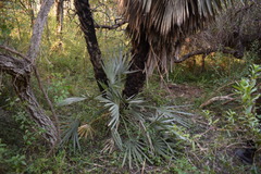 Trithrinax campestris