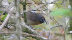 Pheugopedius rutilus