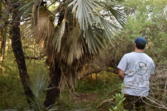 Trithrinax campestris
