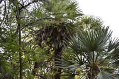 Trithrinax campestris