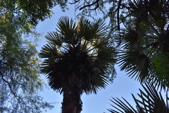 Trithrinax campestris