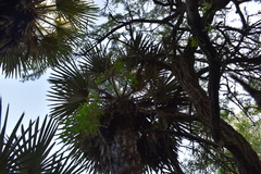 Trithrinax campestris