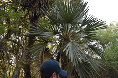 Trithrinax campestris