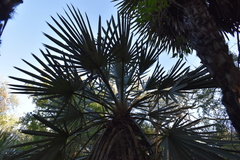Trithrinax campestris